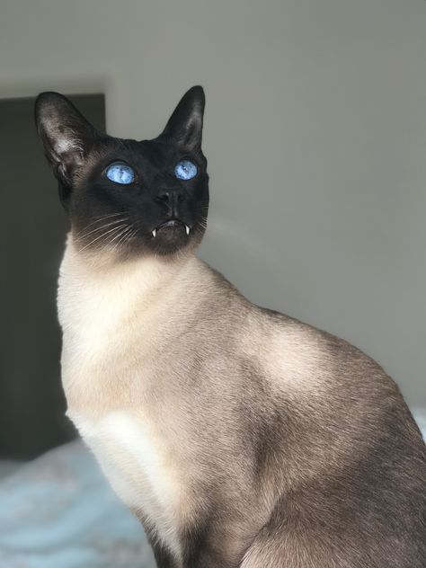 Seal Point Siamese Seal Point Cat, Seal Point Siamese, Pet Finder, Oc Stuff, Cat Oc, Kitty Kitty, Animal Videos, Cat Colors, Kitty Cats