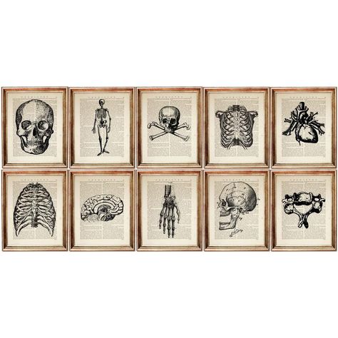 Set of 10 Prints Chiropractic Wall Art Human Anatomy Art | Etsy Honey Bee Pictures, Brain Artwork, Medical Artwork, Anatomy Poster, Bee Artwork, Skull Wall Decor, Dictionary Book, Octopus Wall Art, Bee Pictures