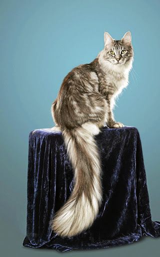 Maine Coon longest tail Fluffy Cat Tail Drawing, Rare Cat Breeds, Cats Art Drawing, Long Cat, Cat Reference, Cat Tail, Fluffy Cat, Domestic Cat, Long Tail