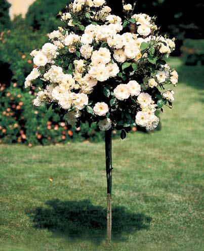 full bloom white rose tree White Rose Tree, Rose Iceberg, Knockout Rose Tree, Roses Tree, Tree Rose, Knockout Roses, Bush Garden, Patio Trees, Rose Tree