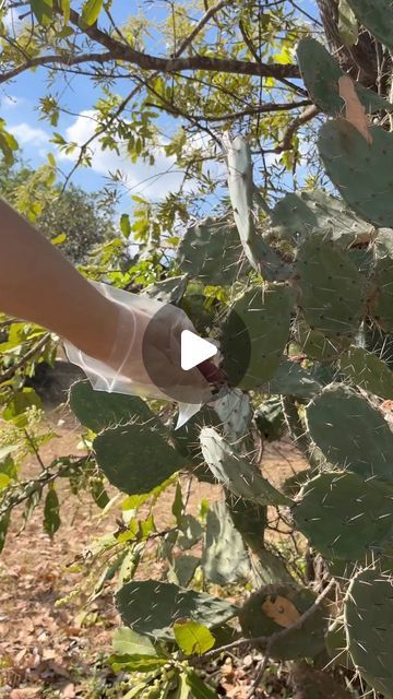 𝗦𝗘𝗘𝗗𝗦 | 𝗚𝗥𝗘𝗘𝗡 𝗧𝗔𝗥𝗔 on Instagram: "Harvesting Opuncia seeds 🌵

Prickly pear 🍐 will make wonderful addition to your garden 

• reaching a height of only 6-14 inches 

• the flowers are yellow and appear in spring or summer

• the fruits are red or orange and edible!

✋🏻 Opuntia humifusa is a hardy plant that can tolerate temperatures down to -20 degrees Fahrenheit. It grows well in poor soils and requires minimal care.

Available on Etsy 💚

#opuncja #opuntia #priclypear #cactus #succulent #plant #planting #seeds #homeplants #garden" Green Tara, Prickly Pear, Succulent Plant, Planting Seeds, The Flowers, Planting, Succulent, Pear, Cactus