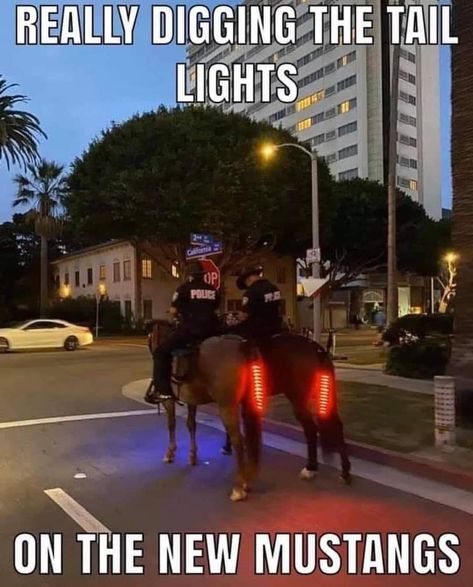 37 Vehicle Memes That Will Take You Far - Gallery Horse Jokes, Car Jokes, New Mustang, Funny Animals With Captions, Country Jokes, Funny Horses, Funny Animal Jokes, Funny Animal Memes, Tail Lights