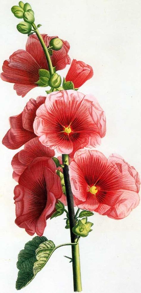 Botanical Illustration, Flowers Hollyhock, Botanical Prints, Vintage Book, Hollyhock Flower Illustration Rose, Flowers Mandala, Mandala Ideas, Hollyhocks Flowers, Mallow Flower, Drawing Flowers, Vintage Botanical Prints, Plant Drawing, Botanical Drawings