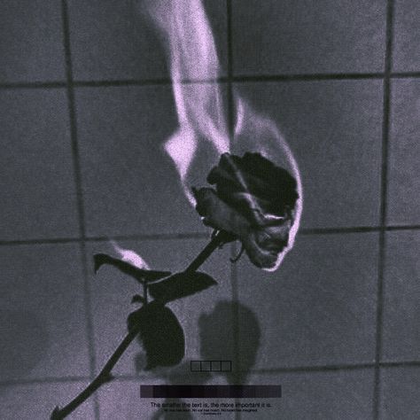 Burnt Rose Aesthetic, Burning Roses Aesthetic, Grunge Pfp Aesthetic Dark, Burning Black Rose, Burning Rose Aesthetic, Grunge Pfp Aesthetic, Dark Rose Aesthetic, Violent Aesthetics, Rage Aesthetics