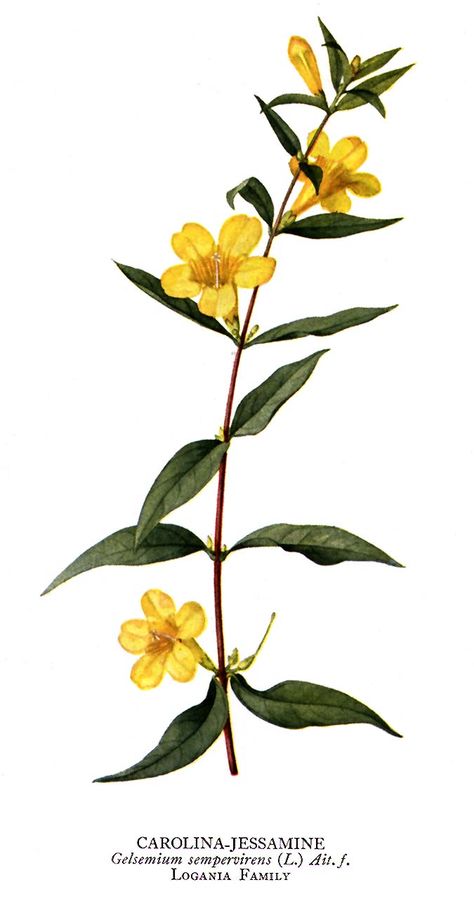 Jasmine, Carolina (Gelsemium sempervirens) separation Yellow Jasmine Flower, South Carolina Tattoo, Jasmine Flower Tattoo, Carolina Tattoo, Yellow Jessamine, Jasmine Drawing, Yellow Jasmine, Jasmine Tattoo, Vine Tattoos