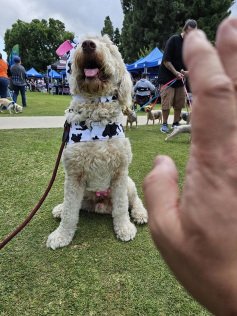 Red rocket Red Rocket, Golden Doodle, Goldendoodle, Rocket, Cute Dogs, Doodles, Dogs, Red, Quick Saves