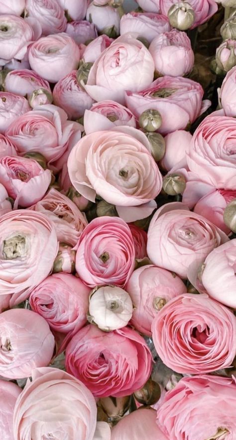 Ranunculus Wallpaper, Painting The Roses Red, Ranunculus Flowers, Peonies And Hydrangeas, Peony Rose, Nothing But Flowers, Flower Therapy, Deco Floral, Lavender Flowers