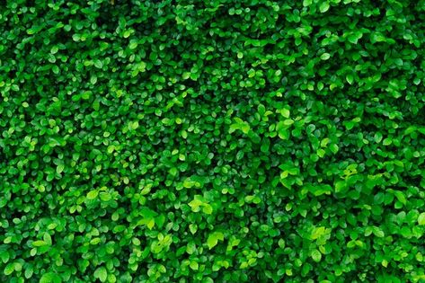 Hedge Wall, Hedge Plants, Evergreen Hedge, Tree Abstract, Wall Texture, Ornamental Plants, Texture Background, Photo Background, Hedges