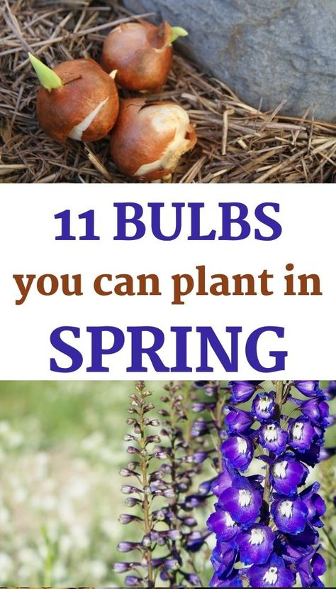 11 Flower Bulbs You Can Plant in Spring • Summer Flowering Bulbs List Flower Bulbs In Pots, Bulb Flowers Types Of, Summer Bulbs To Plant In Spring, Bulb Flowers Garden, Flowers That Come Back Every Year, Flower Bulb Garden, Bulbs To Plant In Spring, When To Plant Bulbs, Peony Bulbs