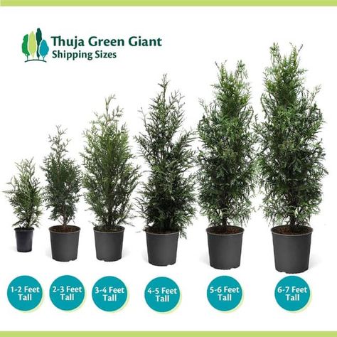 Thuja Green Giant Arborvitae Spacing And Growth Rate Fast Growing Trees For Privacy, Green Giant Tree, Evergreen Trees For Privacy, Trees For Privacy, Green Giant Arborvitae, Giant Arborvitae, Thuja Green Giant, Fast Growing Evergreens, Leyland Cypress