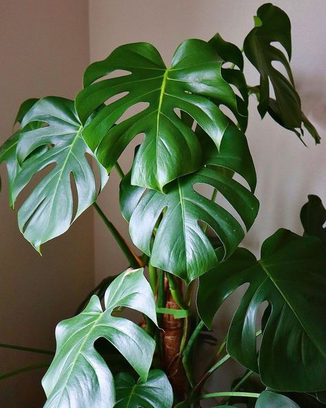 Plant Art Reference Photos, Tropical Plant Indoor, Monstera Plant Reference, Monstera Deliciosa Aesthetic, Monstera Plant Photography, Big Monstera Plant, Monserat Plant, Monstera Deliciosa Painting, Monstera Reference