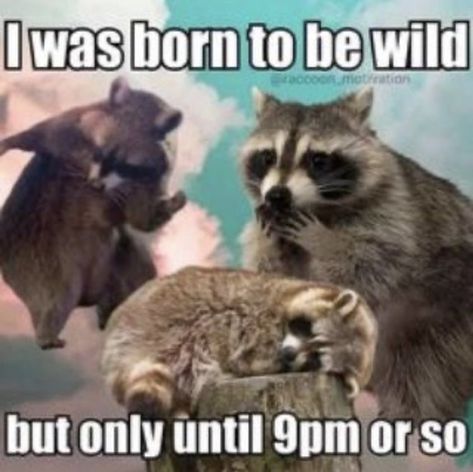 Lifting Memes, Awesome Possum, Pet Raccoon, Cute Raccoon, Raccoon Funny, Pet Animals, Trash Panda, Jrr Tolkien, Silly Animals