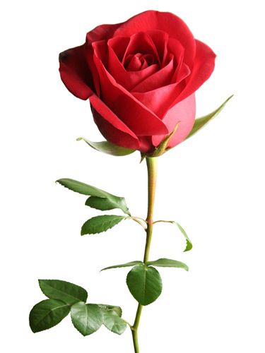 Valentine's Day Flowers, Rose Belle, Single Red Rose, इंस्टाग्राम लोगो, Popular Flowers, Flower Meanings, Trendy Flowers, Beautiful Rose Flowers, Garden Care