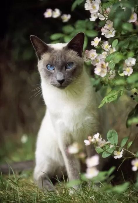 Sitting In Garden, Blue Point Cat, Blue Point Siamese, Photo Cat, Flower Image, Blue Point, Image Cat, Domestic Cat, Cat Sitting