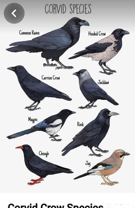 Hooded Crow Art, Raven Anatomy, Crow Hybrid, Crow Puppet, Raven Oc, Crow Reference, Crow Oc, Hooded Crow, English Notes