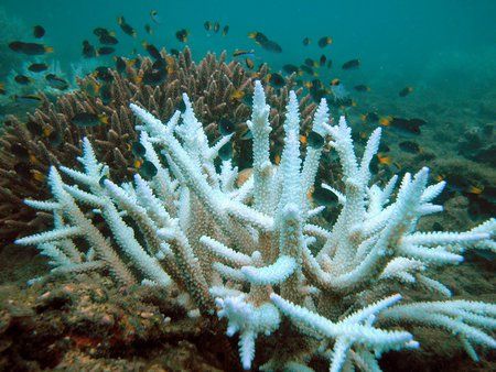 White Coral Beauty - beautiful, white, ocean, reef, fish, coral, nature Acropora Coral, Ocean Acidification, Coral Bleaching, Ocean Floor, Reef Aquarium, On The Ocean, Ocean Conservation, Marine Biology, White Coral