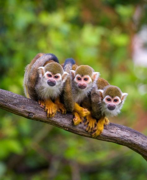 🐒 #SquirrelMonkeyTrio 🐵 Three squirrel monkeys sit closely together on a tree branch, showcasing their social nature. Squirrel Monkey, Capuchin Monkey, Tree Branch, Monkeys, A Tree, Tree Branches, Animals Wild, Puppies, Animals