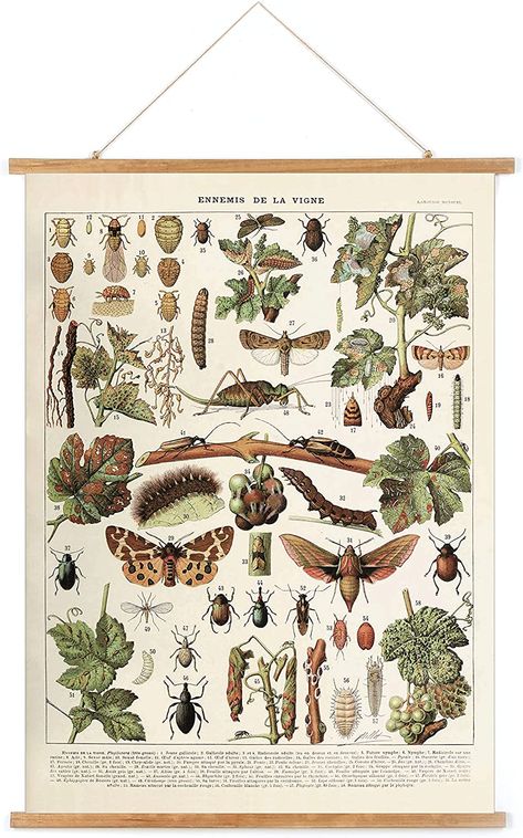 Cottage Core Classroom, Vintage Entomology, Insect Poster, Cottage Core Home Decor, Educational Chart, Art Deco Theme, Apartment Bedroom Decor, Poster Hanger, Scientific Illustration