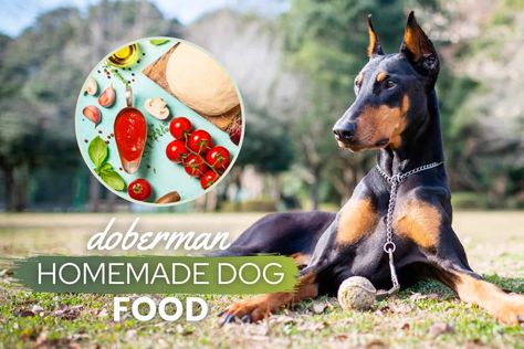 Doberman Pinscher Homemade Dog Food Guide: Recipes, Nutrition & Tips - Canine Bible Doberman Food Recipes, Peanut Butter Dog Biscuits, Bacon Dog Treats, Dog Food Delivery, Bacon Dog, Cbd Dog Treats, Make Dog Food, Doberman Puppy, Recipes Diet