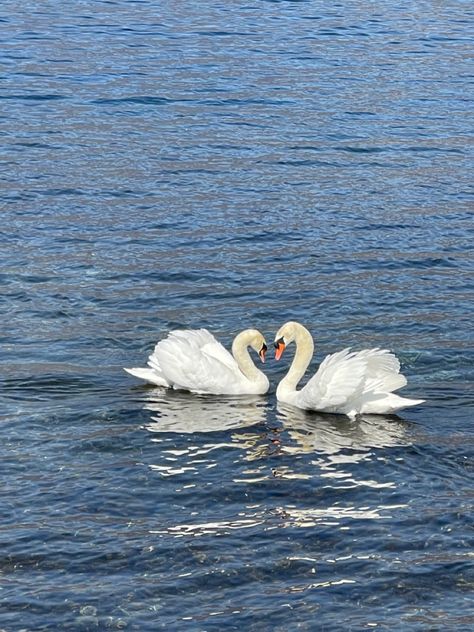 Swans Making A Heart, Pictures Of Tattoos, Botanical Tattoos, Real Leaves, Lake Como, Get A Tattoo, Swans, Facebook Group, Tattoo Artist