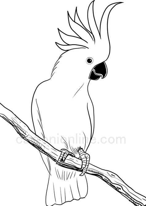 Realistic cockatoo coloring page Parrot Drawing, Parrots Art, Bird Sketch, Creation Art, Bird Coloring Pages, Colorful Parrots, Fantasy Drawings, Easy Drawings For Kids, Bird Silhouette