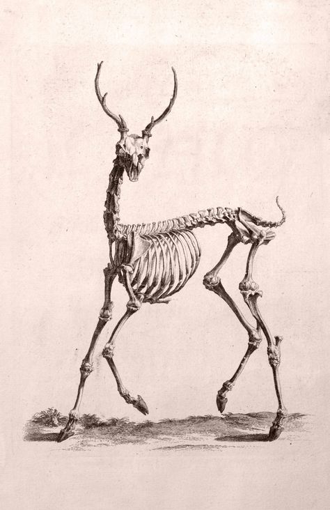 Deer Skull Drawing, Deer Bones, Minimalistic Drawings, Deer Skeleton, Skeleton Drawings, Lion Photography, Animal Skeletons, Skeleton Tattoos, Ap Studio Art