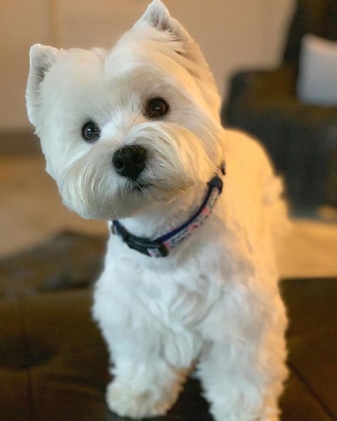 Terrier Haircut, Miss Miss Westie, Westie Aesthetic, White Westie Dog, Yorkshire Terrier Haircut, West Terrier, Happy Friyay, Westie Moments On Instagram, Westie Mix Dog