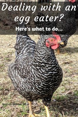 Chicken Coups, Chicken Pecking, Cute Chicken Coops, Chicken Care, Backyard Chicken Farming, Chicken Eating, Raising Backyard Chickens, Backyard Poultry, Chicken Garden