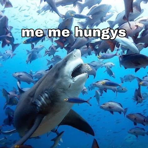 Silly Shark Pfp, Derpy Shark, Funny Shark Pictures, Facts About Sharks, Shark Meme, Silly Sharks, Shark Facts, Shark Pictures, Shark Bait