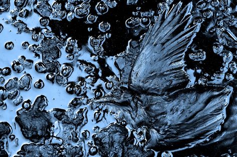 Oil pollution. Dead bird in wather polluted with oil , #Affiliate, #Dead, #pollution, #Oil, #bird, #oil #ad Magdiel Lopez, Dead Bird, Oil Pollution, Higher Art, Water Projects, Alien Design, Oil Spill, Still Life Photos, Environmental Damage