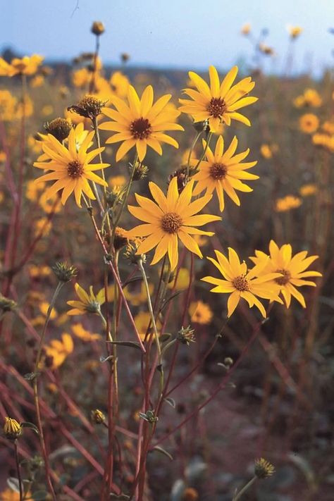 Keystone Plant Species | Prairie Nursery Western Flowers, Prairie Nursery, Wild Sunflowers, Prairie Plants, Pagoda Dogwood, Plant Tattoos, Red Twig Dogwood, Wild Sunflower, Twig Dogwood