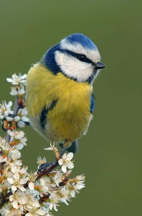 British Wildlife, Bird Pictures, Pretty Birds, Bird Photo, Watercolor Bird, Colorful Birds, Bird Garden, Cute Birds, Little Birds