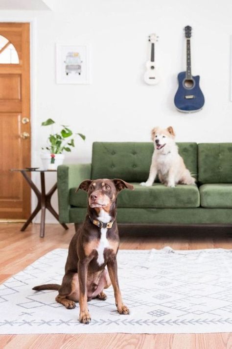 Tips for Choosing Pet-Friendly Furniture | Joybird Pet Friendly Furniture, Cheap Couch, Getting A Kitten, Cat Proofing, Owning A Cat, Animal Projects, Cheap Furniture, Family Dogs, Pet Store