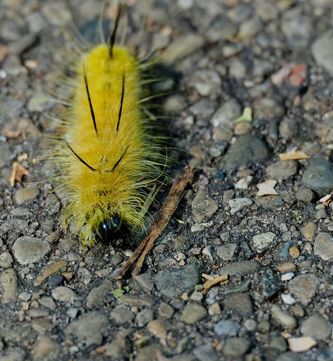 As I was walking on the Little Miami Trail earlier this week, I saw this fuzzy yellow caterpillar with black tufts hustling across the pavem... Fuzzy Caterpillar, Moth Caterpillar, Butterfly Photos, Fantasy Creatures Art, Bugs And Insects, Black And Yellow, Nature Girl, Creature Art, Fantasy Creatures