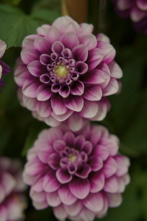 Dahlia Festival Dahlia Flower Photography, Purple Dahlia, Dahlia Flower, Porch Ideas, Flowers Photography, Dahlia, Front Porch, Porch, Festival