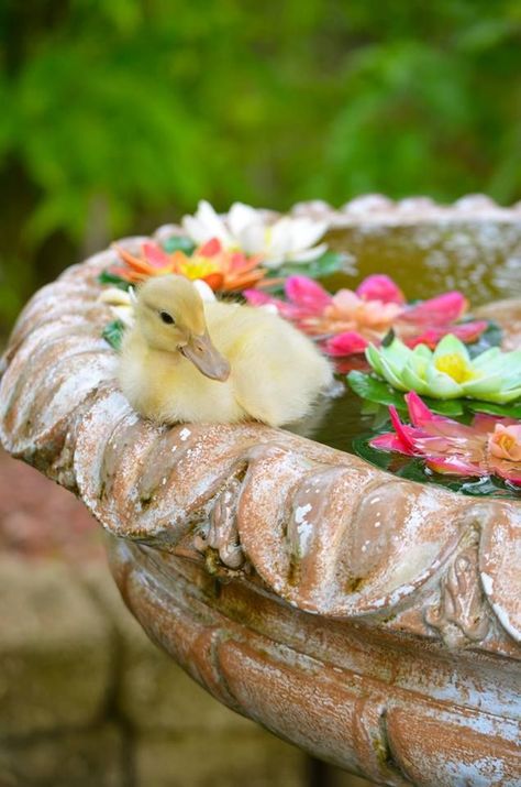 Duck Coop, Duck Pictures, Easter Week, Cute Ducklings, Duck Gifts, Bird Baths, Easter Pictures, Baby Ducks, Gifts For Pet Lovers