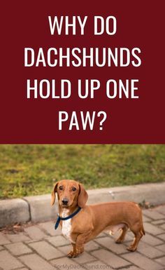 Silver Dapple Dachshund, Foxtail Grass, Dachshund Facts, Dapple Dachshund Puppy, Charming Personality, Weiner Dogs, Dapple Dachshund, Long Haired Dachshund, Dachshund Puppies