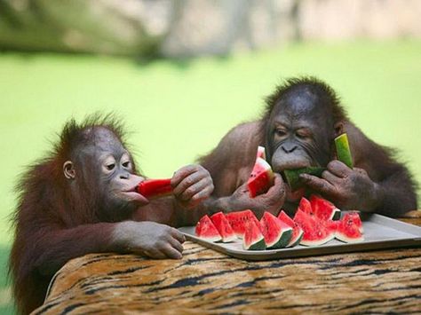 These Photos of Animals Eating Food Will Brighten Your Day Animal Eating, Baby Orangutan, Monkey Pictures, Mandrill, Great Ape, Monkeys Funny, Primates, Sweet Animals, Animals Friends