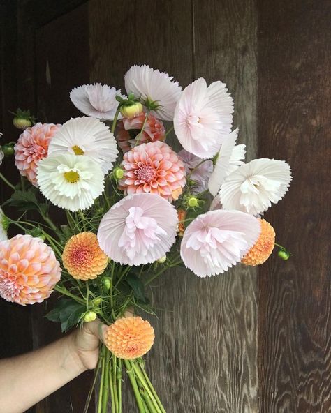 Helloooo September!!! Pink & orange farmstand vibes this Saturday!! We have a big work weekend ahead of us getting beds pulled out, prepped, harvesting and general cleanup. So happy to see the temps back into my comfort zone: the 70’s 🙌🙌🙌 Edit: The internet is a crazy place ‘y’all- weirdly surprised at the attention this post is getting. These are ‘Cupcake Blush’ cosmos. . . . . #springboardfarm #flowerfarmer #dahliaseason #cosmos #pinkandorange #colorinspiration #septemberflowers #fall #seas Cupcake Cosmos, Cut Flower Farm, Large Flower Arrangements, Cosmos Flowers, No Rain No Flowers, Flower Farmer, Cut Flower Garden, Forever Flowers, Botanical Beauty