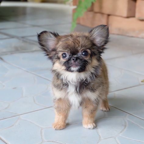 Chihuahua puppy for sale American Mastiff, Teacup Chihuahua For Sale, Merle Chihuahua, Chihuahua For Sale, Scottish Terrier Puppy, Chihuahua Breeds, Teacup Chihuahua Puppies, Chihuahua Puppies For Sale, Mastiff Puppies