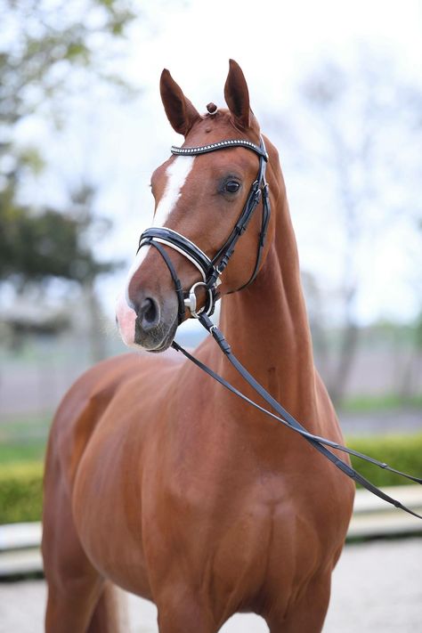 Dutch Warmblood Horse, Chestnut Warmblood, Throughbred Horses, Warmblood Horses, Thoroughbred Horse Racing, English Horse, Black Stallion, Most Beautiful Horses, Thoroughbred Horse