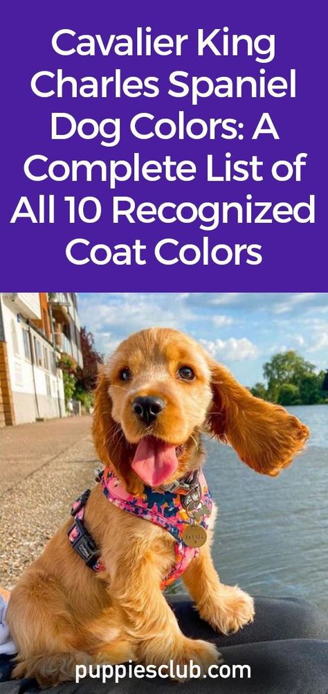 Cavalier King Charles Spaniel Colors, Raising Puppies, Funny Talking Dog, White Dog Breeds, Dog Facts, Cute Puppy Videos, Best Dog Breeds, Teacup Puppies