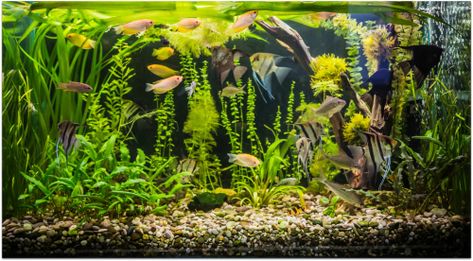 55 Gallon Tank, Aquarium Photos, Tropical Fish Tanks, Aquarium Gravel, Fresh Water Fish Tank, 55 Gallon, Aquarium Lighting, Exotic Fish, Angel Fish