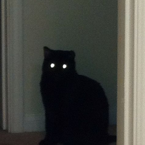 Cat Tumblr, Black Cat Aesthetic, Cats Tumblr, Glowing Eyes, A Black Cat, Cat Black, Cat Icon, Cat Aesthetic, Silly Cats