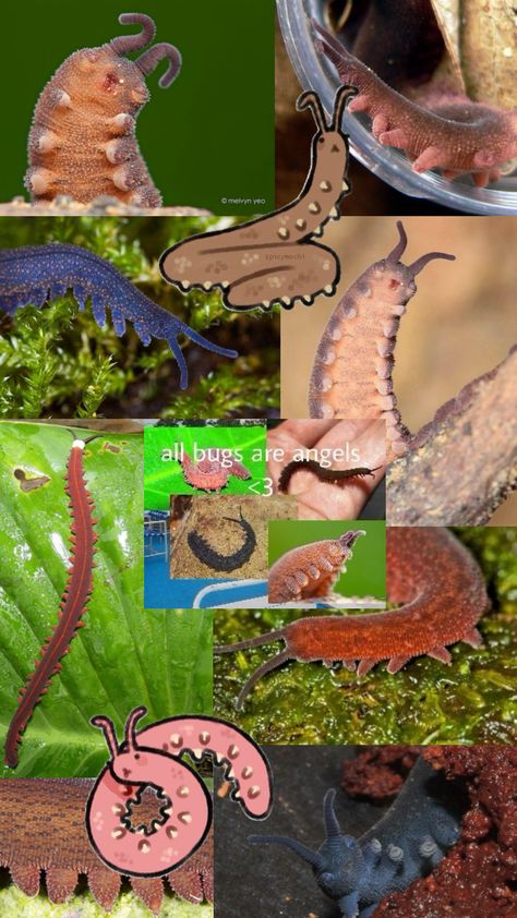 Velvet Worms 🐛 #velvetworm #onychophora #bugs #moss #worm Velvet Worm, Cool Insects, Beautiful Bugs, Cool Wallpapers Art, Aesthetic Backgrounds, Cool Wallpaper, Your Aesthetic, Connect With People, Creative Energy