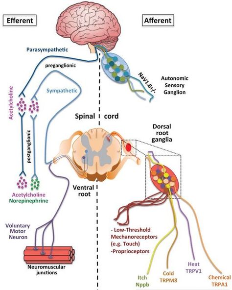 Neurosonic Technologies on Instagram: "Did you know that stimulating mechanoreceptors of the skin can have a huge effect in the body? When you go to massage, you will get this affect via massageurs hands, but the effect is very local. Still, it is very therapeutic. Using Neurosonic vibration technology, mechanoreceptors all over your body are activated and effect can be huge, especially in parasympathetic nervous system. This means that your body goes to a rest & digest state and recovery is p Sensory Nervous System, Nervous System Diagram, Daily Routine Activities, Muscle System, Sensory Nerves, Median Nerve, Medical Stickers, Peripheral Nervous System, Nerve Fiber