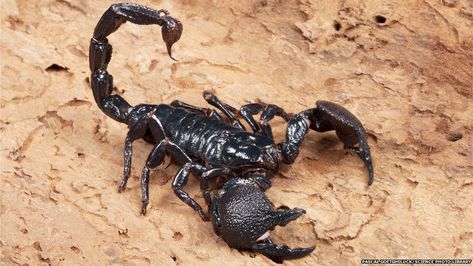 scorpion \ | Emperor Scorpion Sting Scorpion Image, Emperor Scorpion, Scorpio Art, The Scorpions, Animal Tails, Scorpion Tattoo, Bee Sting, Fallout New Vegas, Science Photos