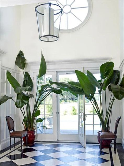 Georgian classic entry hall ~ A Georgian-classic entry hall features black and white marble floors and custom paneled walls. The design is symmetrically pleasing. Hamptons Summer, Glamour Decor, Indoor Trees, British Colonial Style, Banana Plants, Big Plants, Interior Plants, Hamptons Style, East Hampton