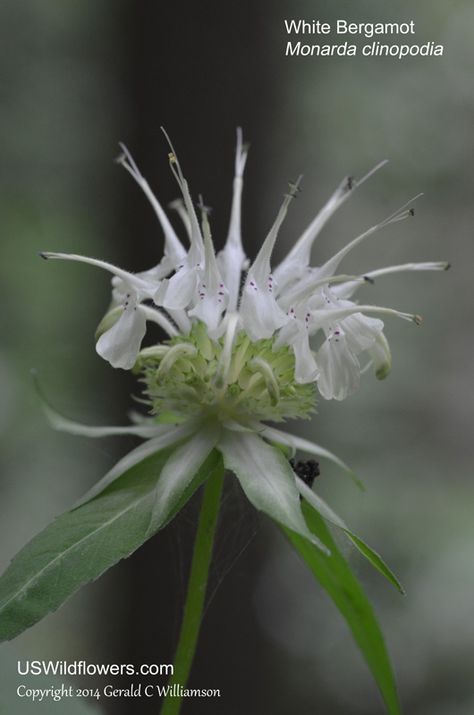 Moonlight Garden, Hobby Farm, Farm Ideas, Bee Balm, Crop Rotation, Paper Work, Native Garden, Wild Plants, Hobby Farms