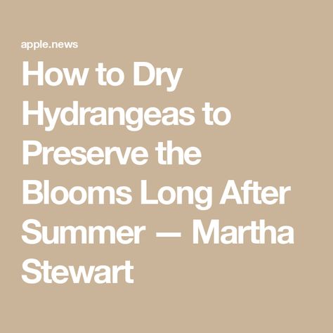 How to Dry Hydrangeas to Preserve the Blooms Long After Summer — Martha Stewart How To Dry Hydrangeas Diy, Preserving Hydrangea Blooms, How To Press Hydrangeas, How To Preserve Hydrangea Blooms, Drying Hydrangeas How To, How To Dry Hydrangea Blooms, Dry Hydrangeas, Preserved Hydrangea, Panicle Hydrangea